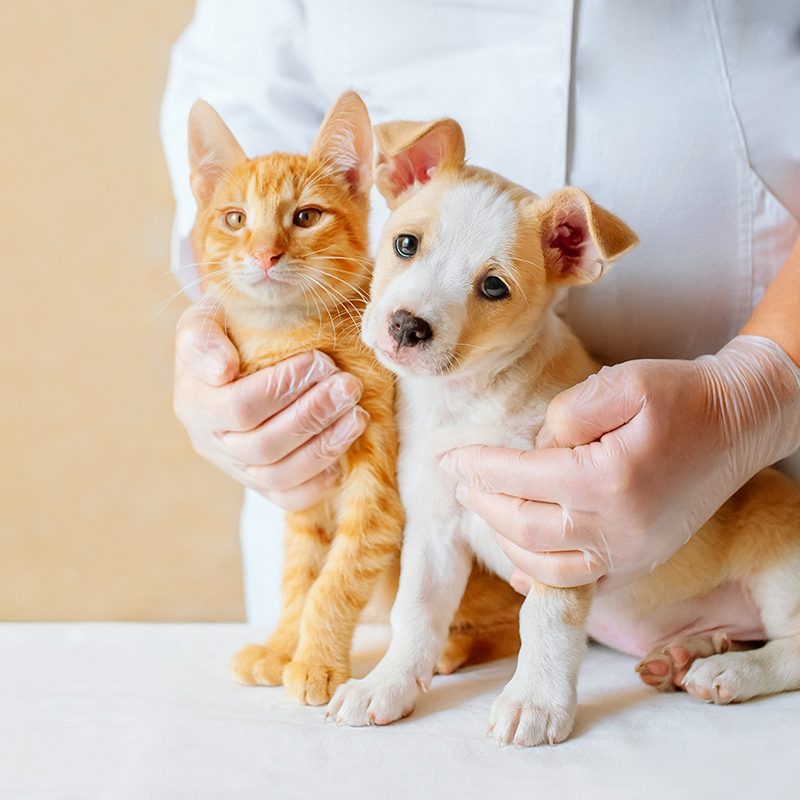 Vet examining dog and cat. Puppy and kitten at veterinarian doctor. Animal clinic. Pet check up and vaccination. Health care.